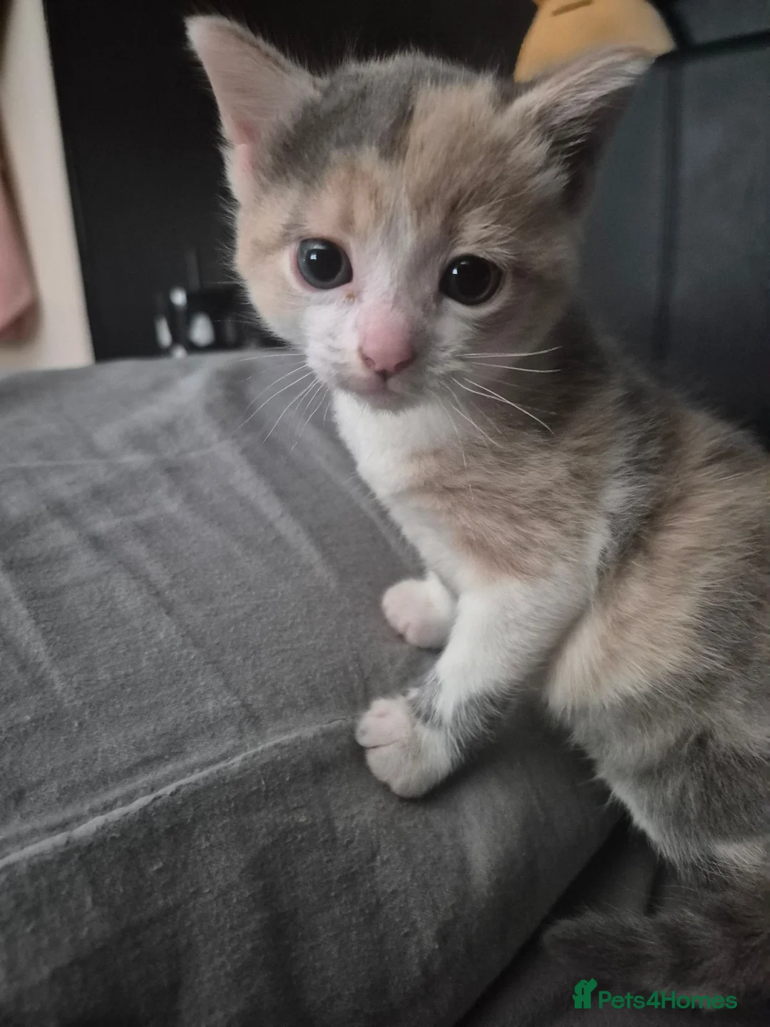 Mixed Breed cats for sale: Female kitten  in Ibstock - Advert 2
