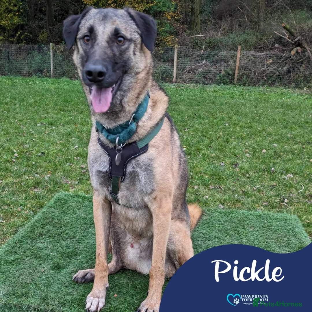 Mixed Breed dogs Meet Pickle, currently residing in Wales in Barry - Advert 15