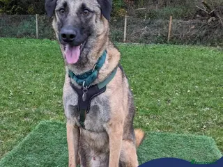 Mixed Breed dogs Meet Pickle, currently residing in Wales in Barry - Advert 14