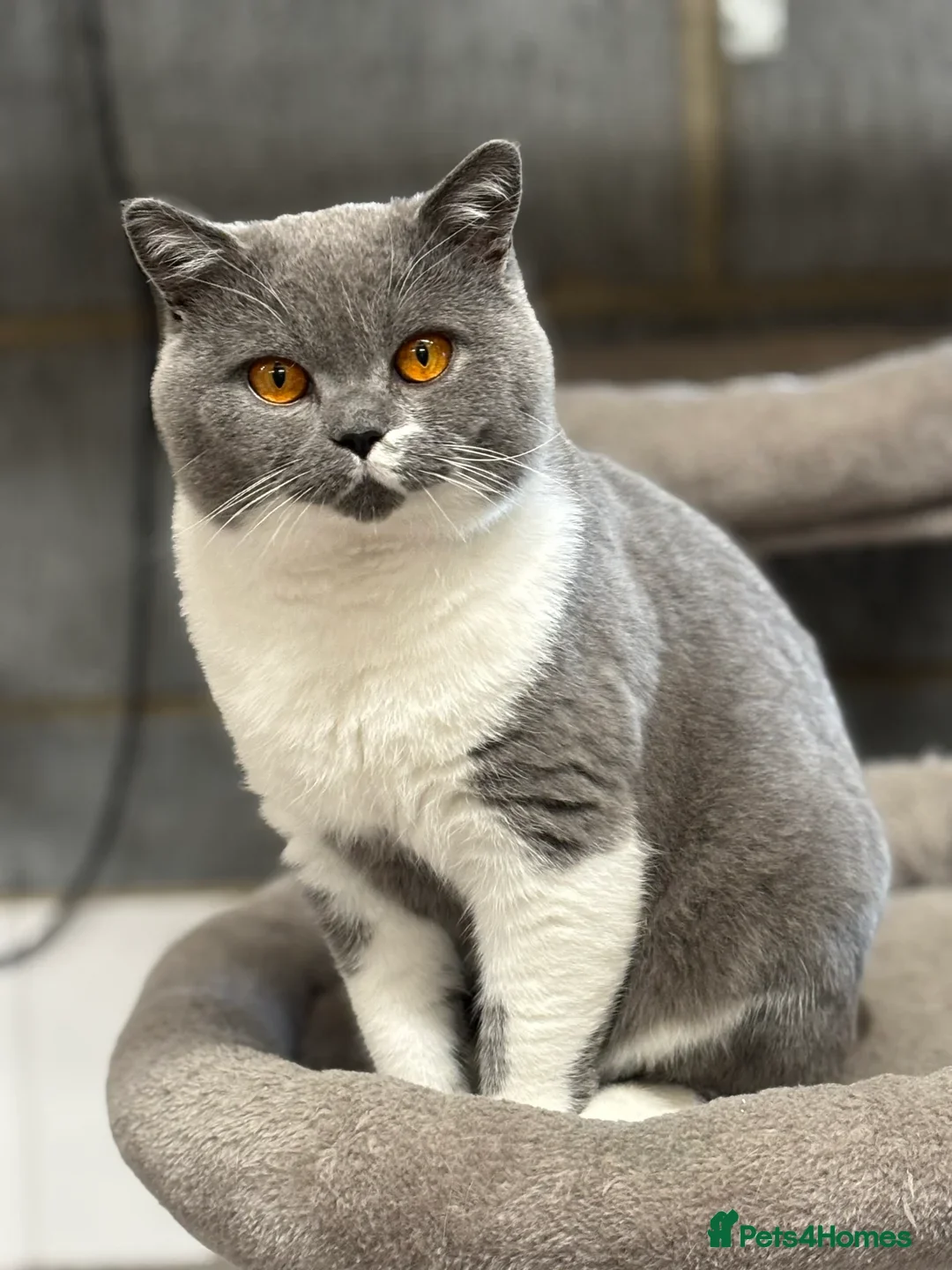 British Shorthair cats for sale: British Shorthair Kittens GCCF - Advert 27