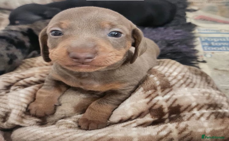 Miniature Dachshund dogs - Advert 2