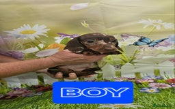 Miniature Dachshund dogs for sale: Beautiful miniature dachshund puppies - Image 3