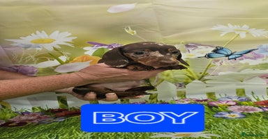 Miniature Dachshund dogs - Advert 4