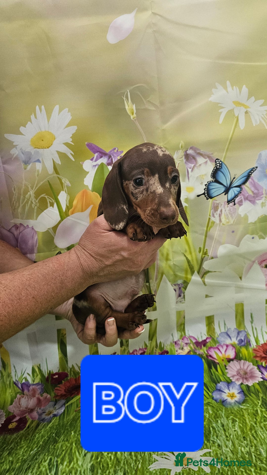 Miniature Dachshund dogs for sale: Beautiful miniature dachshund puppies - Image 3