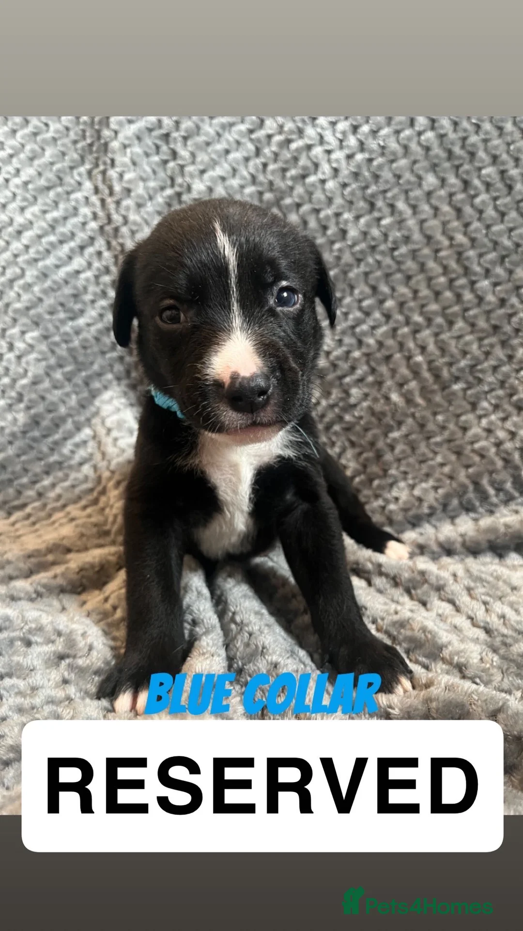 Mixed Breed dogs for sale: 2 Lurcher x Staffy pups left - READY TO LEAVE! - Advert 10