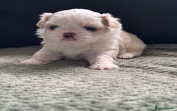 Shih Tzu dogs for sale: LAST BOY LEFT Imperial shih tzu dobies - Image 11