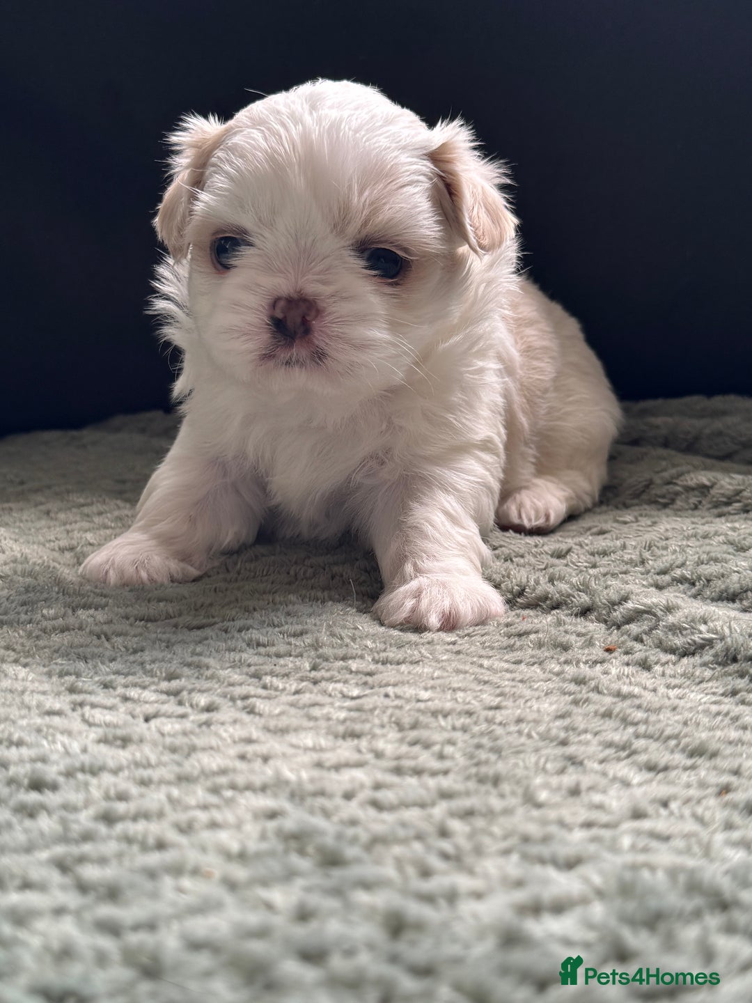 Shih Tzu dogs for sale: LAST BOY LEFT Imperial shih tzu dobies - Image 11