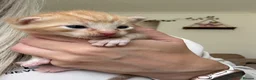 Mixed Breed cats for sale: 6 Absolutely Gorgeous Kittens!  - Advert 14