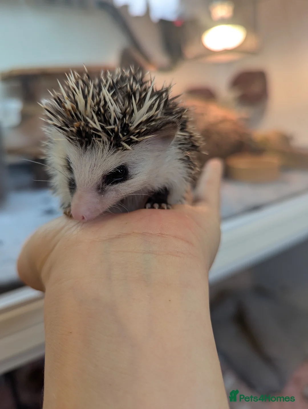 Pygmy Hedgehog rodents for sale: Baby African Pygmy Hedgehogs. Very friendly! - Advert 2
