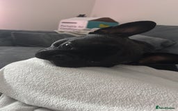 French Bulldog dogs for sale: One year old, male frenchie - Advert 3