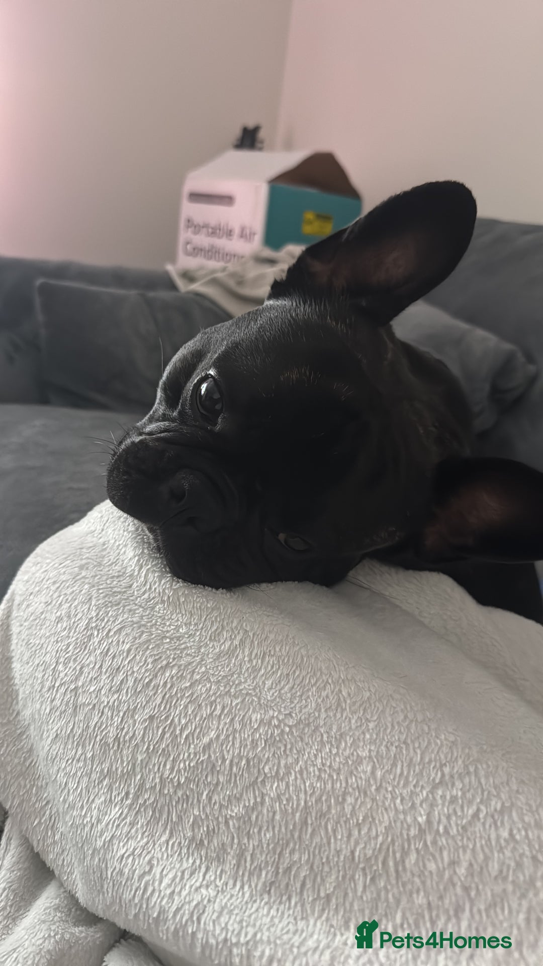 French Bulldog dogs for sale: One year old, male frenchie - Advert 3