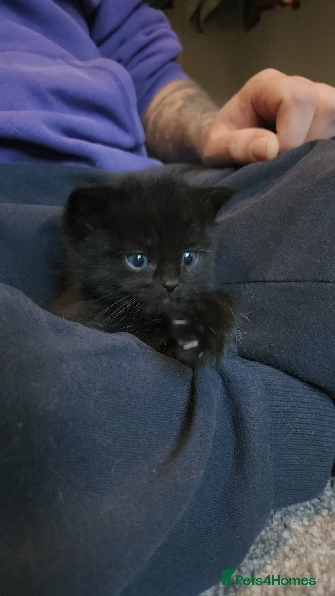 Mixed Breed cats Female kitten for FREE - Advert 10