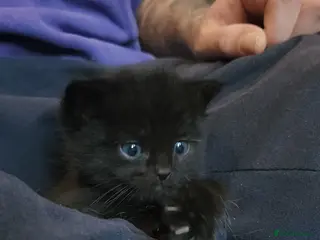 Mixed Breed cats Female kitten for FREE - Advert 6