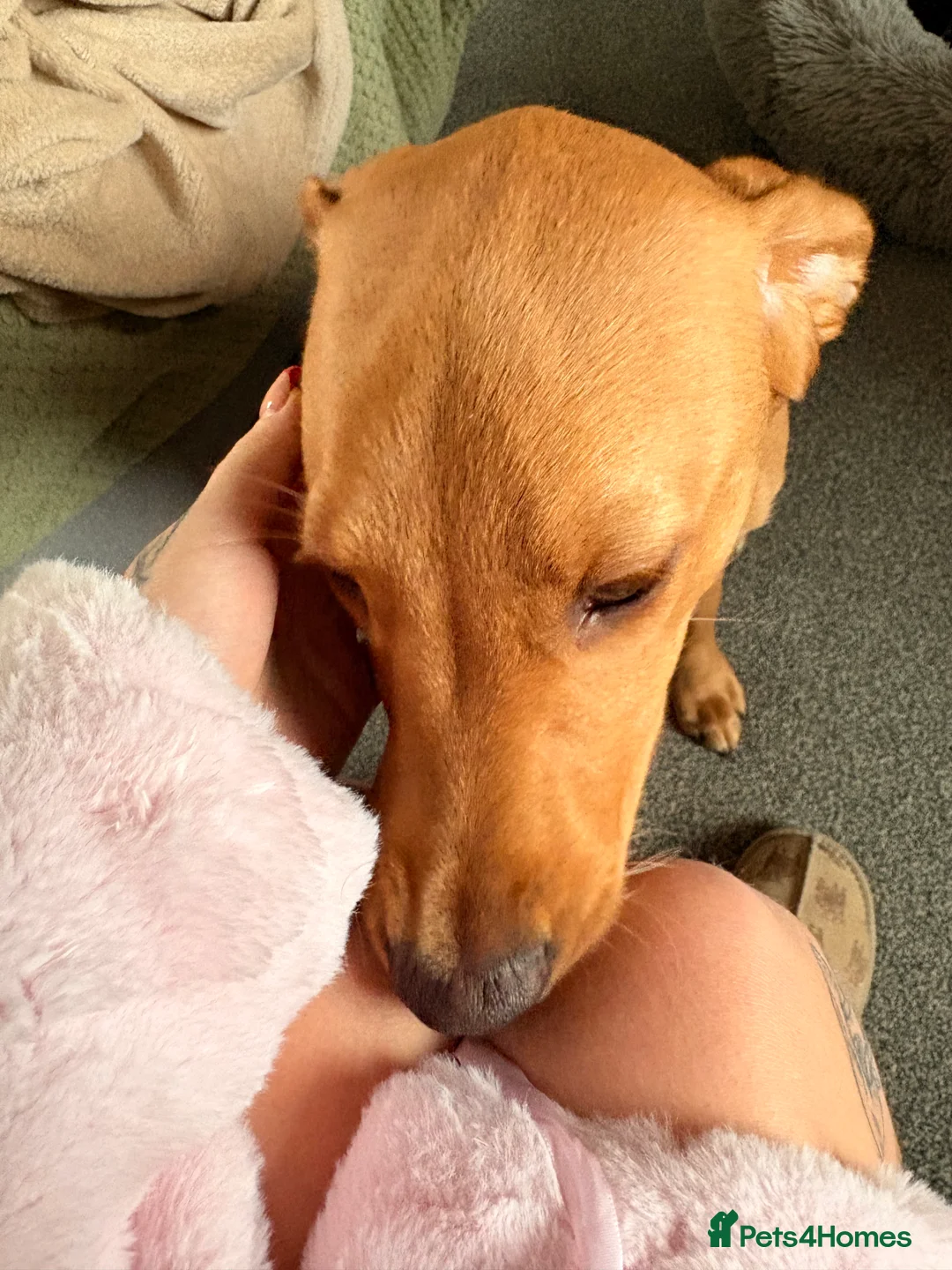 Labrador Retriever dogs for adoption: Red Fox Lab - 6 months old - Female - Advert 3