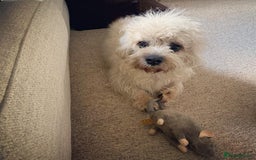 Dandie Dinmont Terrier dogs for sale: Cute Dandie Dinmont Terrier puppy - Image 3