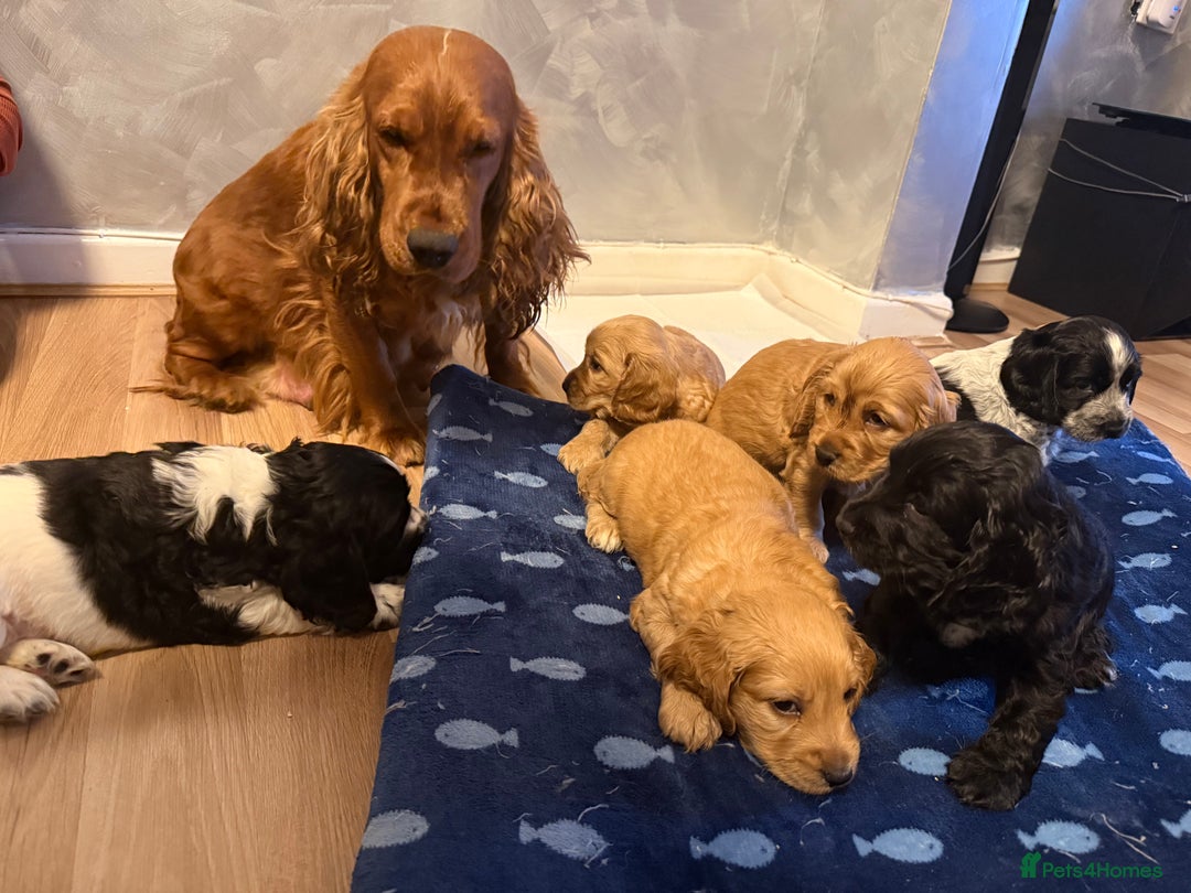 Cocker Spaniel dogs for sale: Show Type Cocker Spaniels - 3 colours available! - Image 2