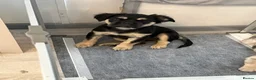 French Bulldog dogs for sale: Fluffy French bulldog KC registered - Advert 5