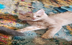 Maine Coon cats for sale: TICA Reg Maine Coon Kittens - Image 4