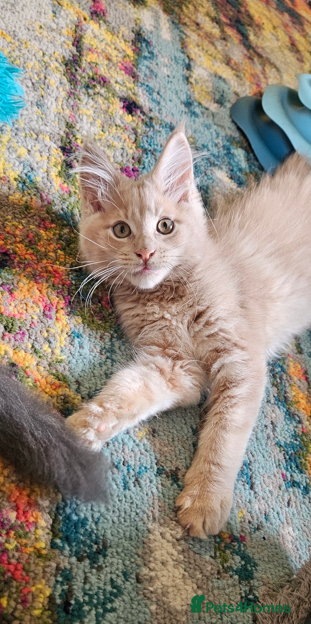 Maine Coon cats for sale: TICA Reg Maine Coon Kittens - Image 4