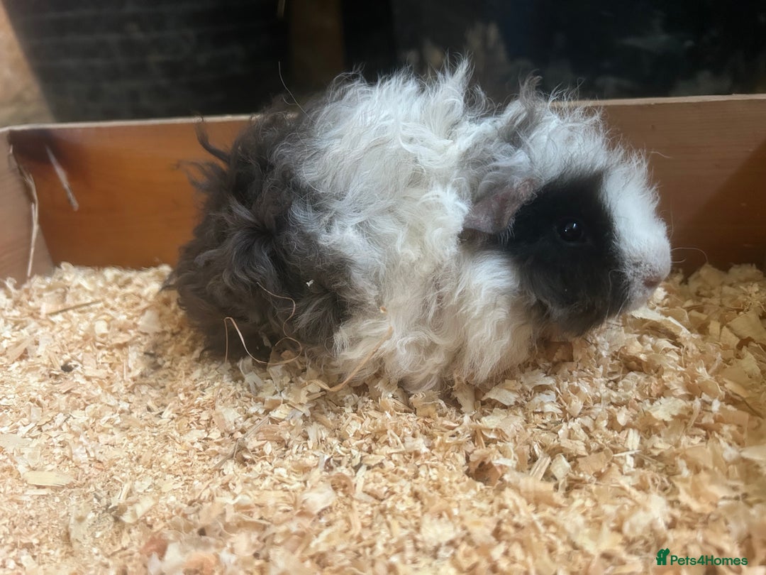 Guinea Pig rodents for sale: Female and male Lunkarya guinea pigs for sale in Goole - Image 8