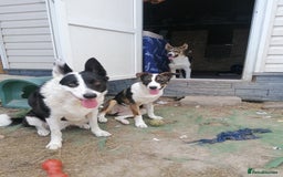 Mixed Breed dogs for adoption: 💖🐶 SESI 🐶💖 - Image 17