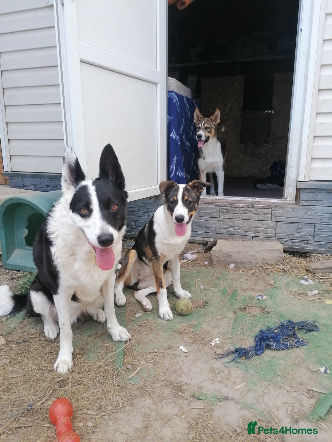 Mixed Breed dogs for adoption: 💖🐶 SESI 🐶💖 - Image 17