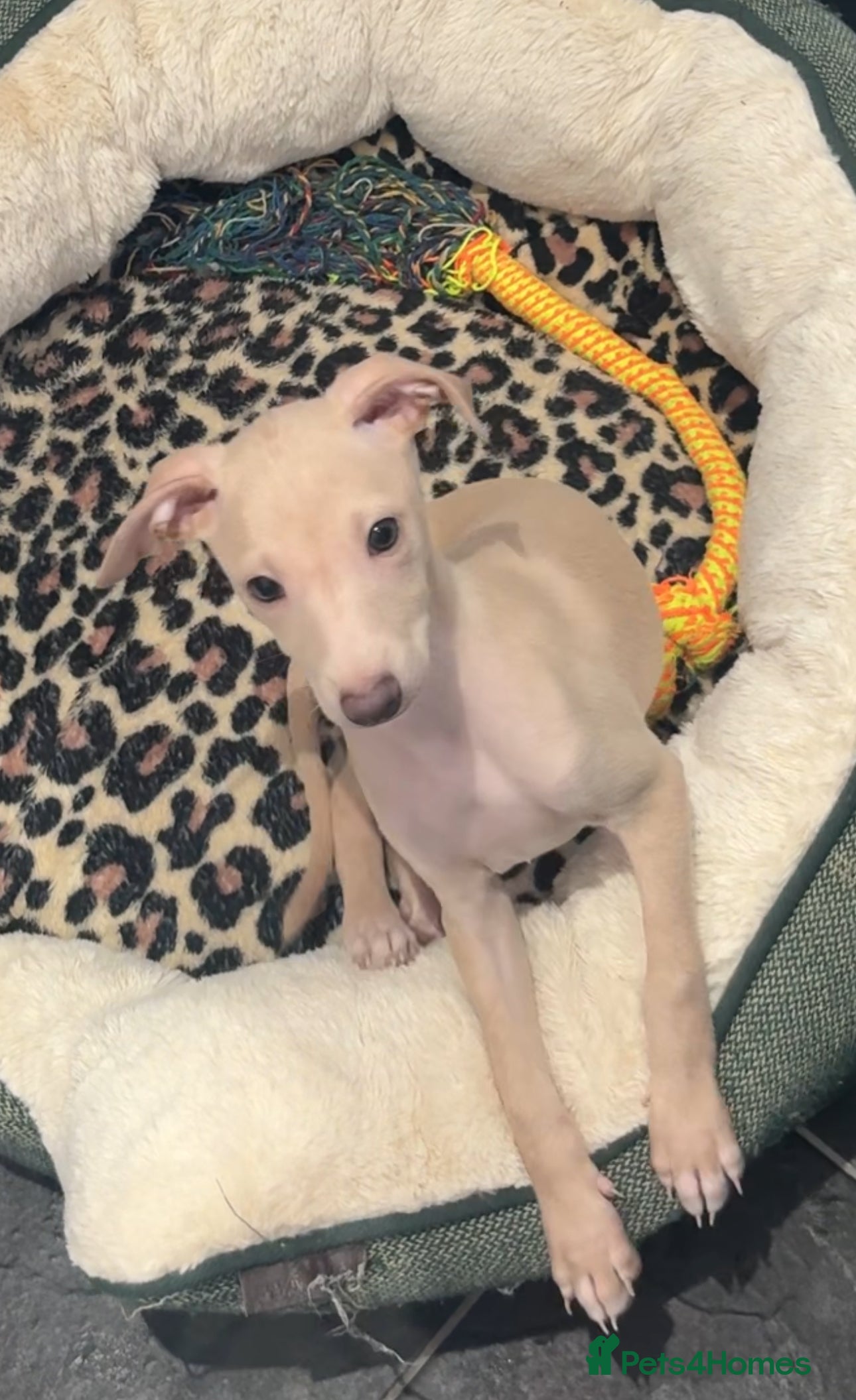 Italian Greyhound dogs Gorgeous KC Italian Greyhound Puppies - Advert 4