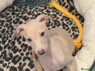 Italian Greyhound dogs Gorgeous KC Italian Greyhound Puppies - Advert 4