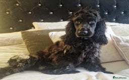 Cocker Spaniel dogs for sale: KC Reg (no endorsements) Blue Roan Show bitch - Image 3