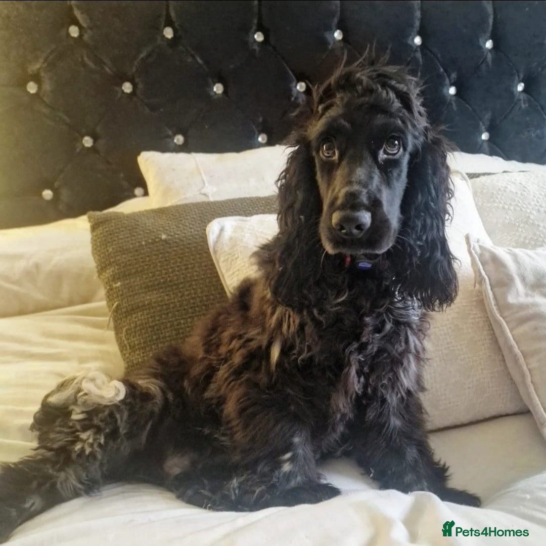 Cocker Spaniel dogs for sale: KC Reg (no endorsements) Blue Roan Show bitch - Image 3
