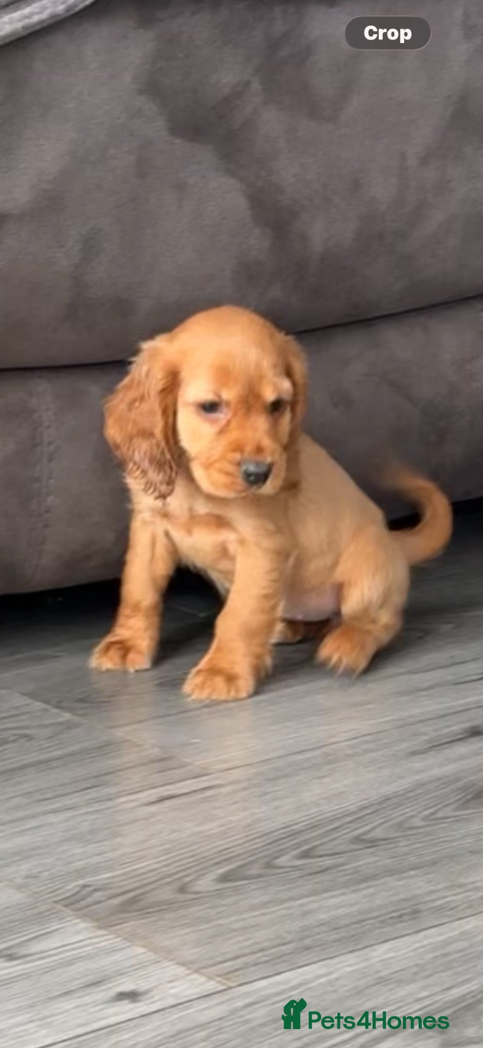 Cocker Spaniel dogs Red cocker spaniel puppies  - Advert 2