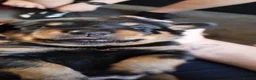 Rottweiler dogs for sale: ROTTWEILER PUPS- ALL RESERVED  - Advert 10