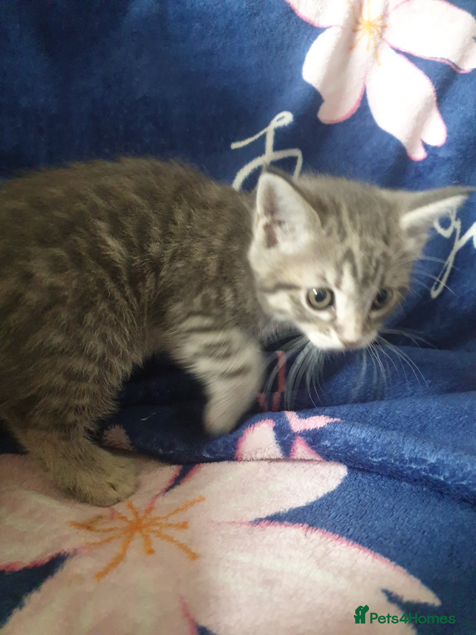 Mixed Breed cats for sale: Kittens for sale - Advert 10
