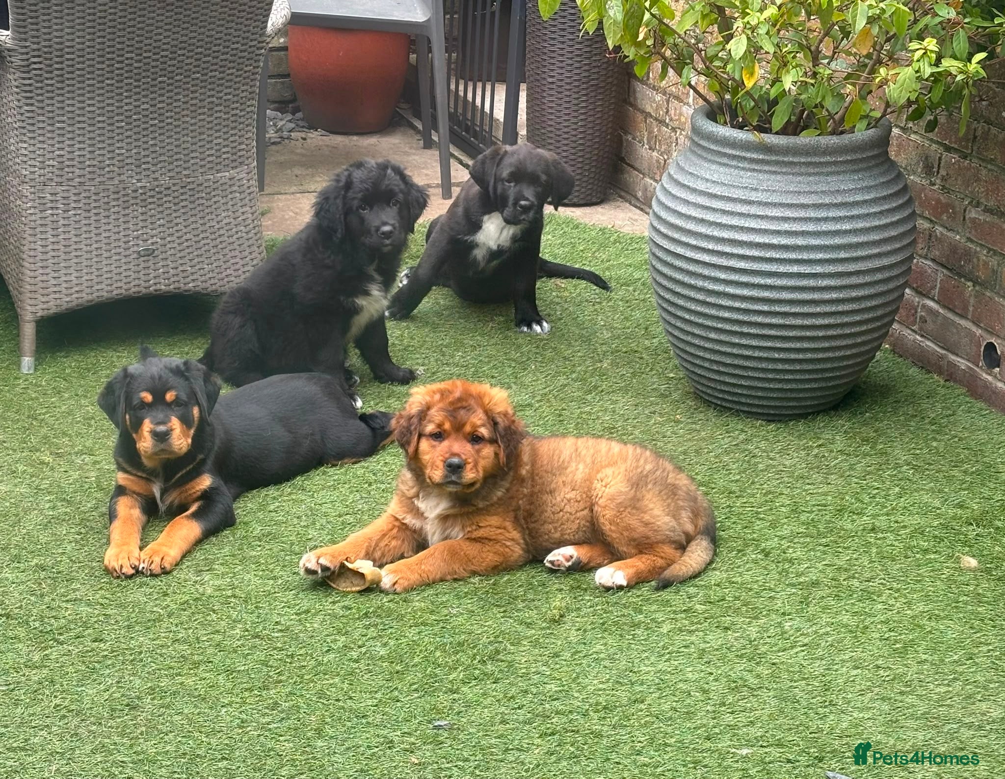 Mixed Breed dogs Central Asian Shepard x Rottweiler Puppies - Advert 2