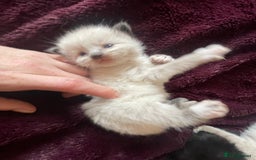 Mixed Breed cats for sale: Ragdoll x Maine coon kittens - Image 11