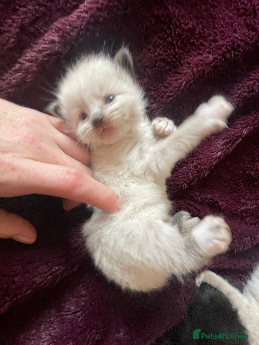 Mixed Breed cats for sale: Ragdoll x Maine coon kittens - Image 11