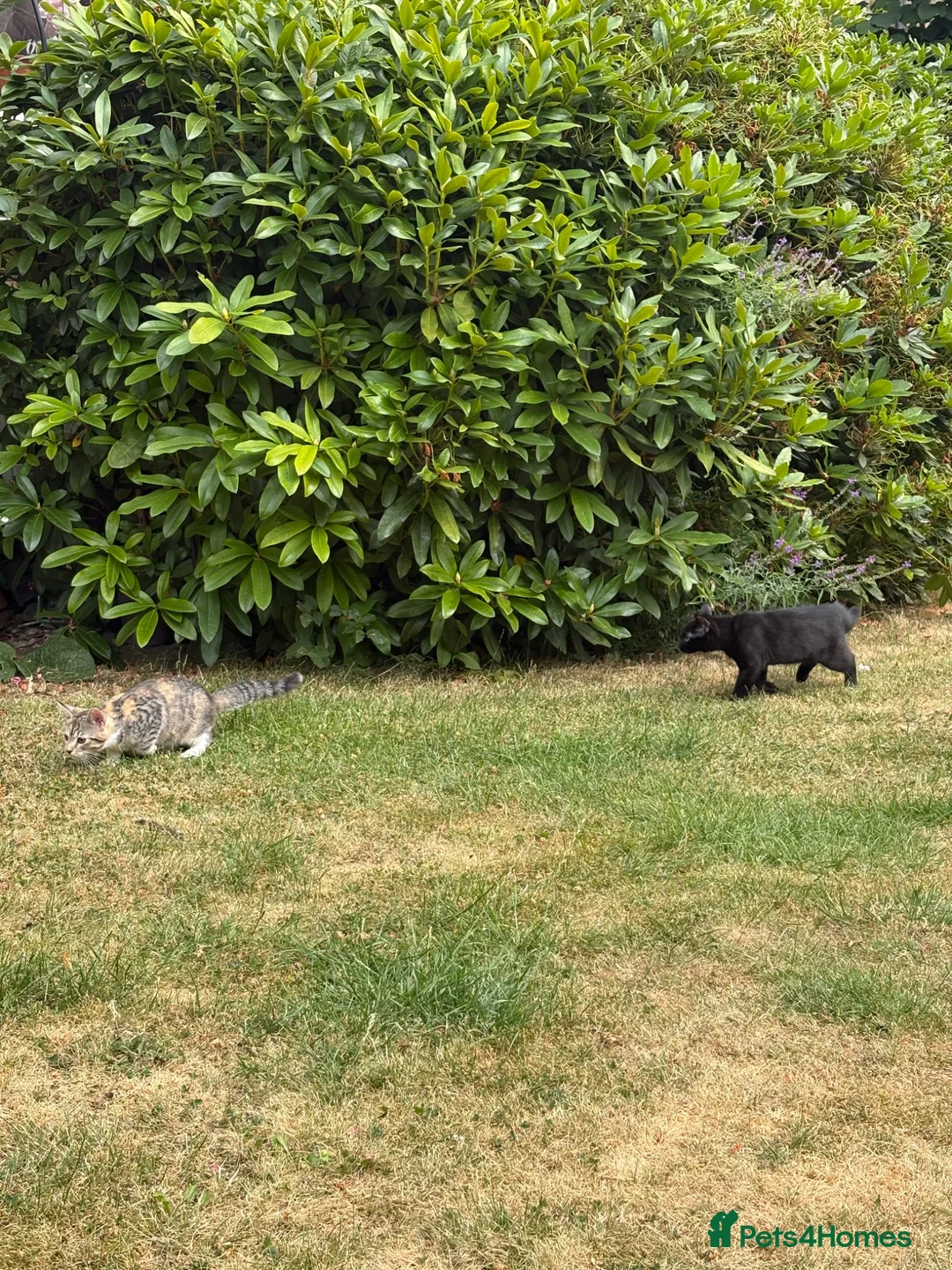 Mixed Breed cats for sale: Two female kittens (4months) - Advert 10