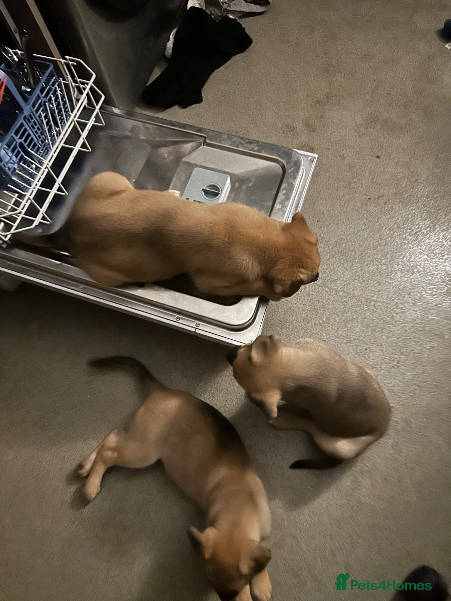 Mixed Breed dogs *****Solid first born out litter **** - Advert 2