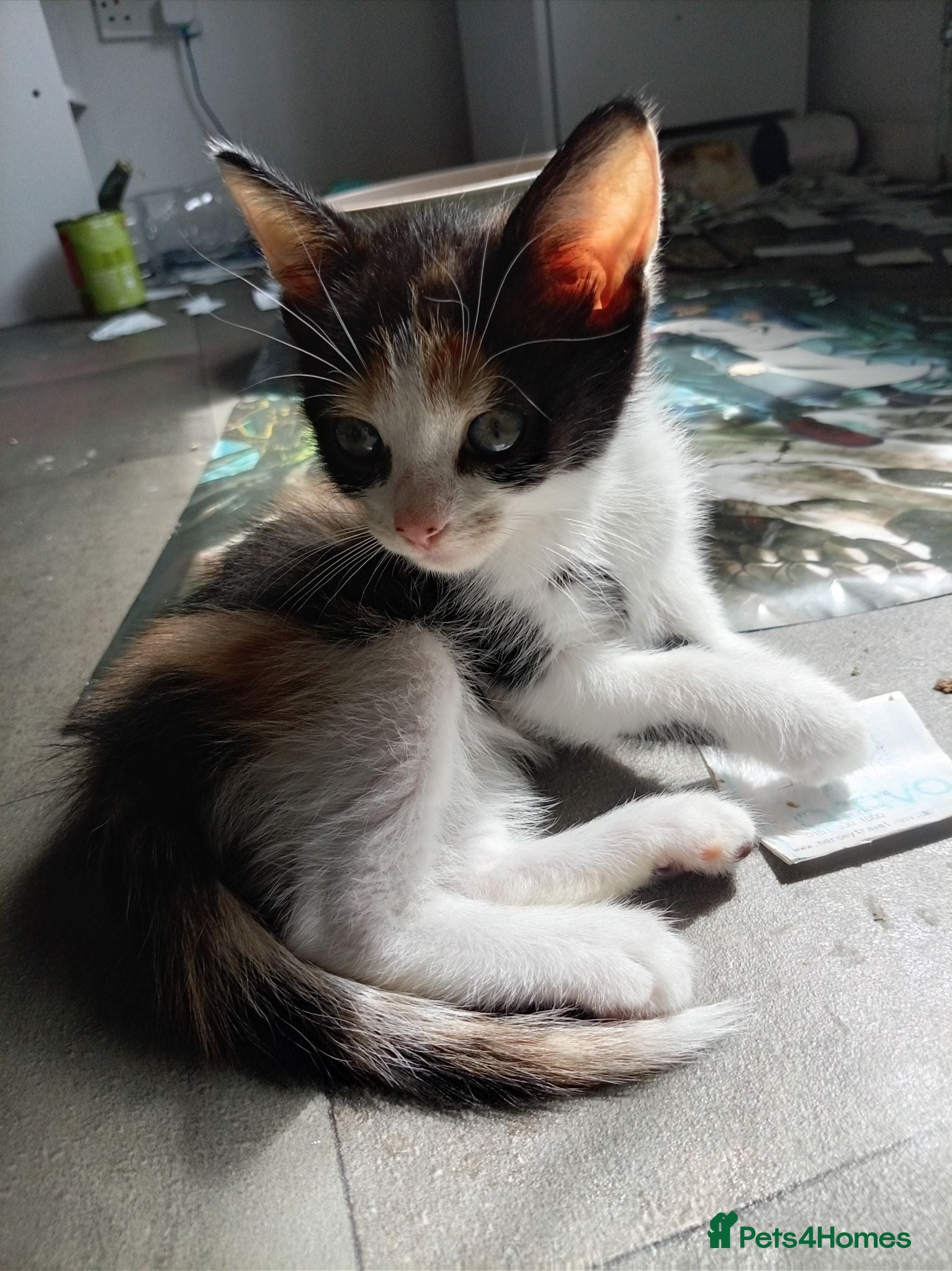 Mixed Breed cats 3 beautiful playful friendly kittens  - Advert 4