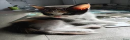 Mixed Breed cats for sale: 3 beautiful playful friendly kittens  - Advert 1
