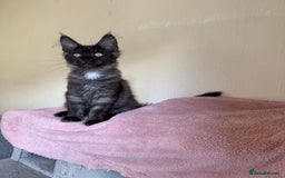 Maine Coon cats for sale: Pedigree GCCF Russian Import line Maine Coons - Image 13