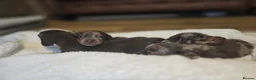Miniature Dachshund dogs for sale: Miniature Dachshunds - Advert 12