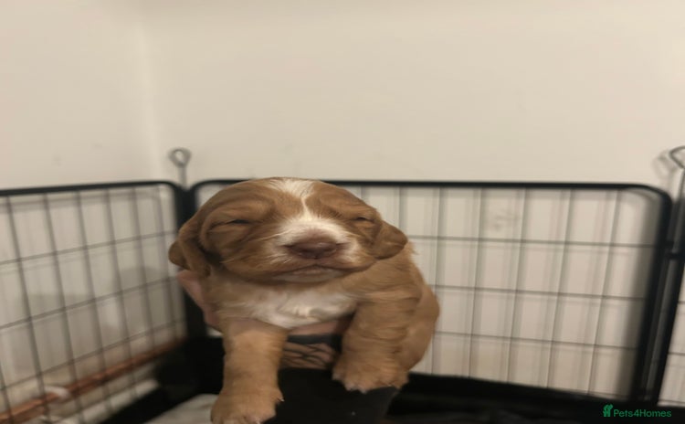 Cocker Spaniel dogs - Advert 2