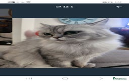 British Longhair cats for sale: Chinchilla cat - Image 8