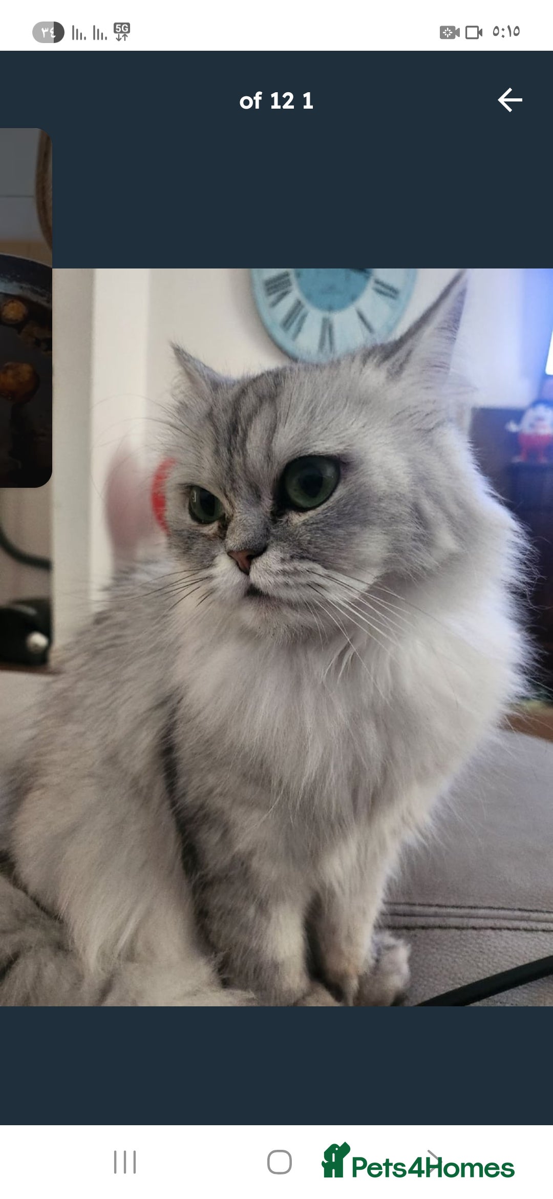 British Longhair cats for sale: Chinchilla cat - Image 8