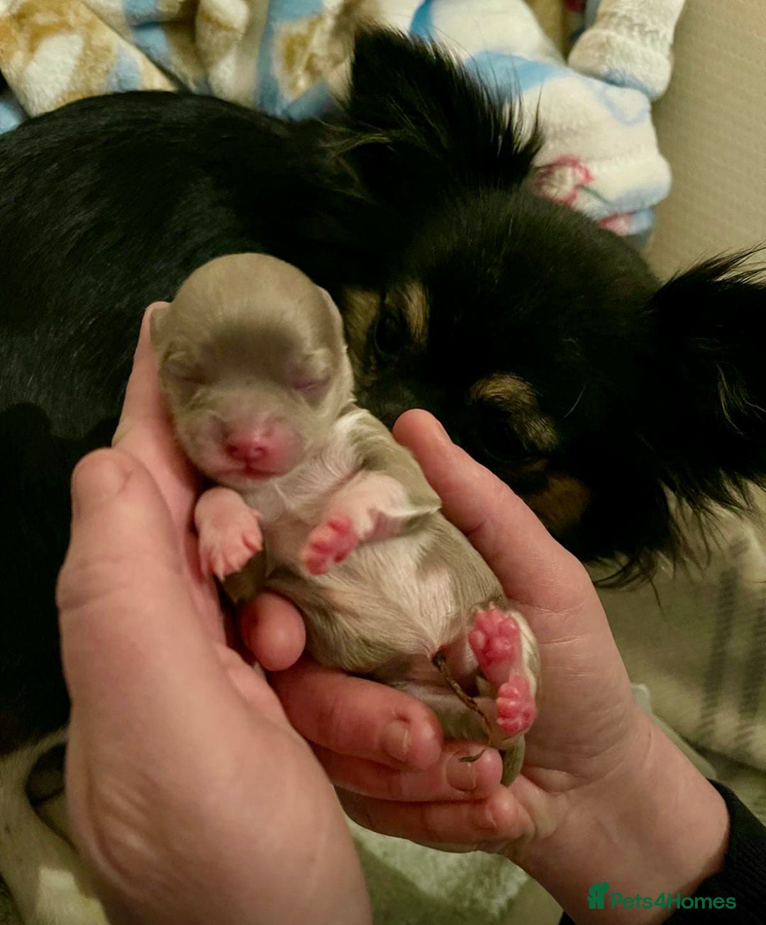 Chihuahua dogs for sale: Beautiful long haired, chihuahua puppies - Advert 10