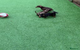 Miniature Dachshund dogs for sale: Beautiful dachshund puppies  - Advert 1