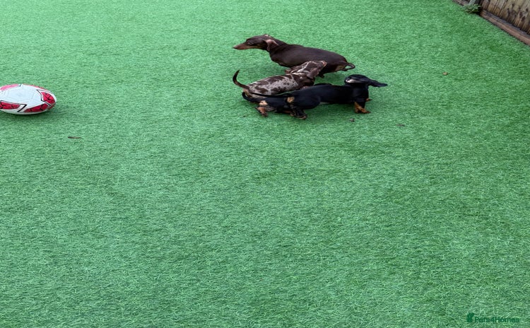 Miniature Dachshund dogs Beautiful dachshund puppies  - Advert 1