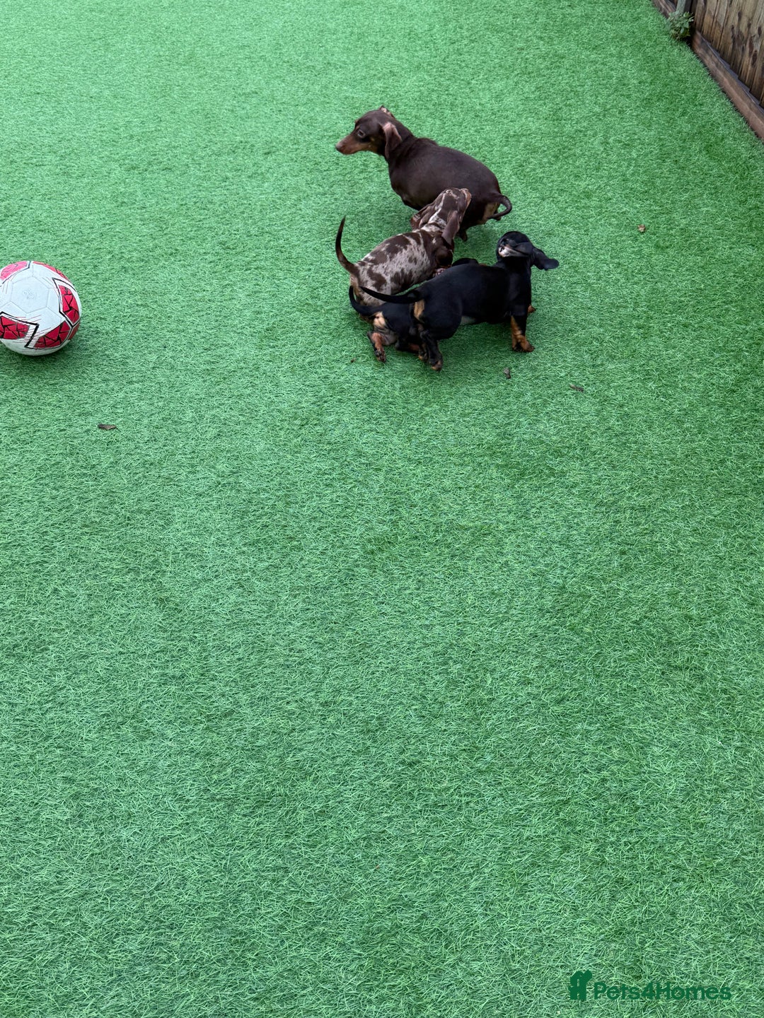 Miniature Dachshund dogs for sale: Beautiful dachshund puppies  - Advert 1