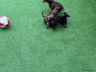 Miniature Dachshund dogs for sale: Beautiful dachshund puppies - Advert 1